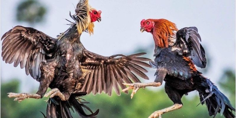 Ưu điểm khi chơi đá gà tại King88