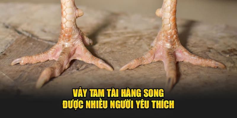 Gà chiến tam tài hàng song có sức thi đấu bất bại trước đối thủ