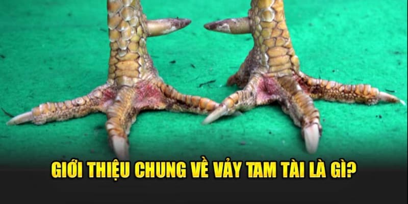 Thông tin giới thiệu về chiến kê sở hữu vảy tam tài tứ quý