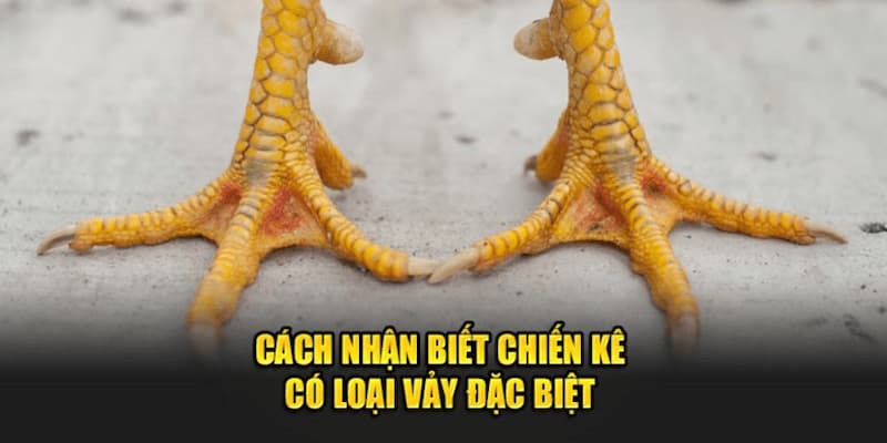 Sư kê có thể dễ dàng nhận biết gà chọi có vảy tam tài qua các đặc điểm